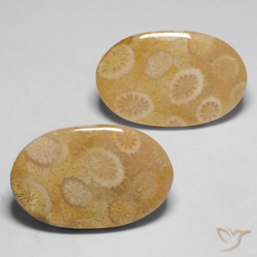 20.47 ct natürliche Mehrfarbig Korallen-Fossil-Edelsteine, Oval, Lichtundurchlässig