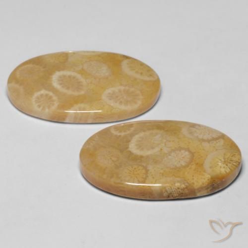 20.47 ct natürliche Mehrfarbig Korallen-Fossil-Edelsteine, Oval, Lichtundurchlässig