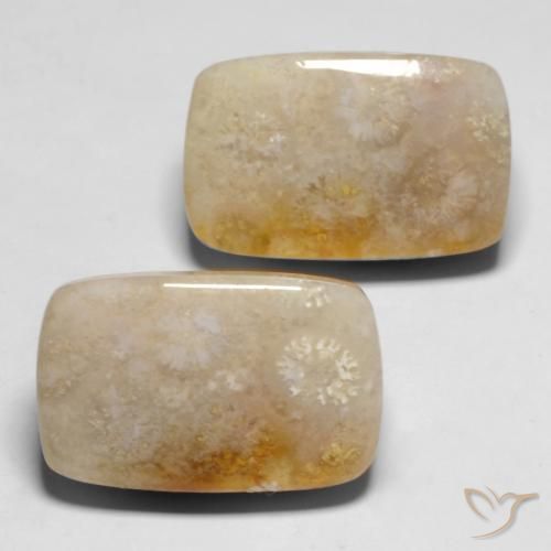 29.43 ct natürliche Mehrfarbig Korallen-Fossil-Edelsteine, Kissen, Lichtundurchlässig