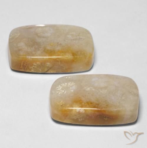 29.43 ct natürliche Mehrfarbig Korallen-Fossil-Edelsteine, Kissen, Lichtundurchlässig