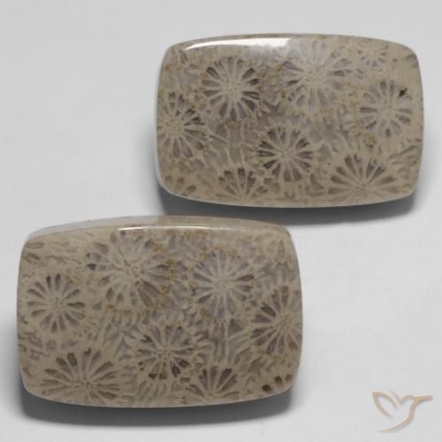 33.45 ct natürliche Mehrfarbig Korallen-Fossil-Edelsteine, Kissen, Lichtundurchlässig