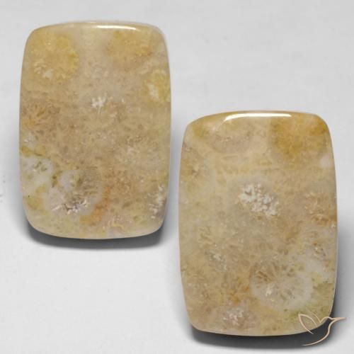 30.53ctw Natürlicher Mehrfarbig Korallen-Fossil, Kissen, Lichtundurchlässig