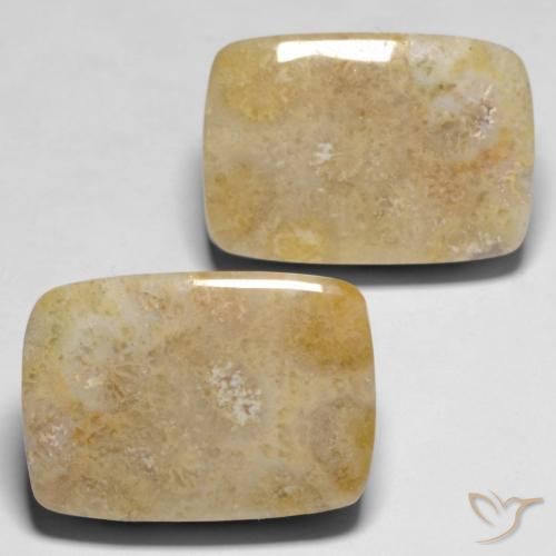 30.53 ct natürliche Mehrfarbig Korallen-Fossil-Edelsteine, Kissen, Lichtundurchlässig