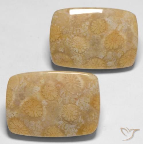 28.65 ct natürliche Mehrfarbig Korallen-Fossil-Edelsteine, Kissen, Lichtundurchlässig