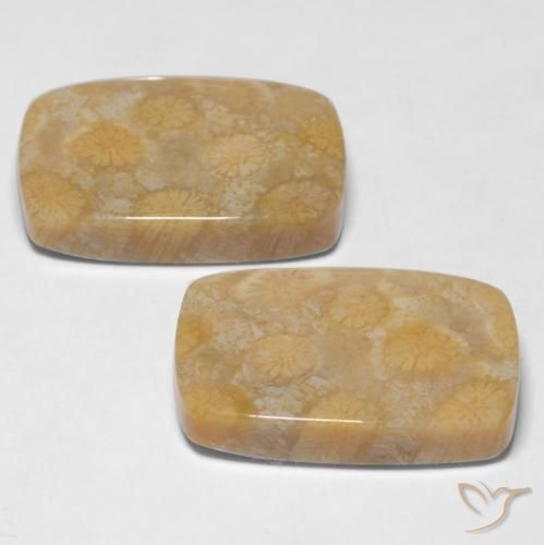 28.65 ct natürliche Mehrfarbig Korallen-Fossil-Edelsteine, Kissen, Lichtundurchlässig