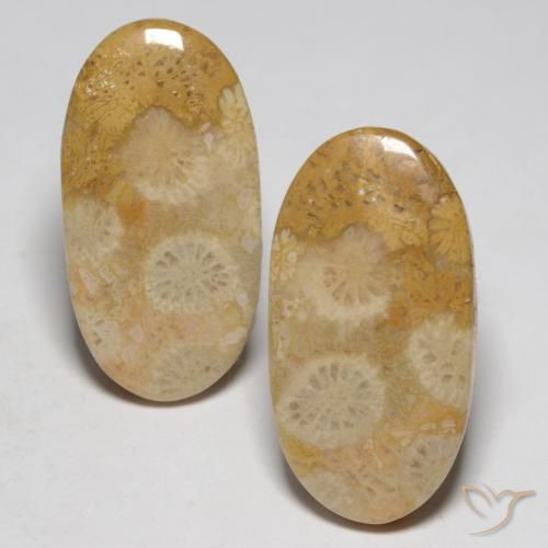 19.32ctw Natürlicher Mehrfarbig Korallen-Fossil, Oval, Lichtundurchlässig