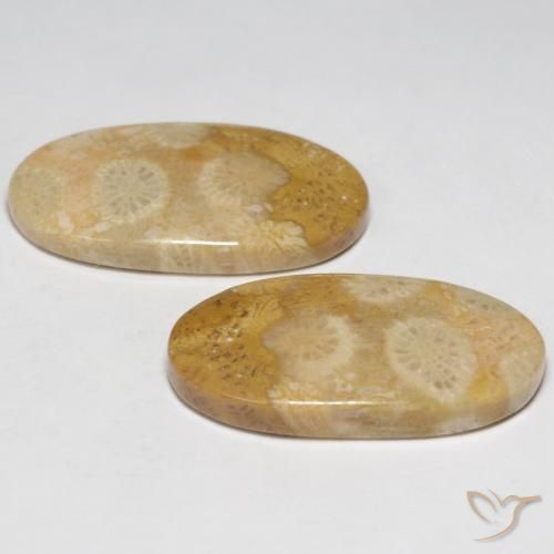 19.32 ct natürliche Mehrfarbig Korallen-Fossil-Edelsteine, Oval, Lichtundurchlässig