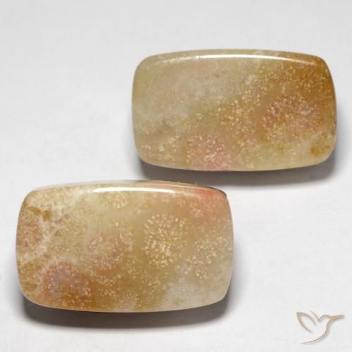 28.47 ct natürliche Mehrfarbig Korallen-Fossil-Edelsteine, Kissen, Lichtundurchlässig