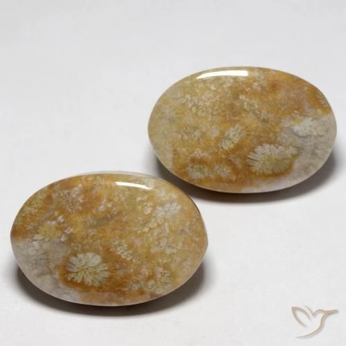 23.76 ct natürliche Mehrfarbig Korallen-Fossil-Edelsteine, Oval, Lichtundurchlässig