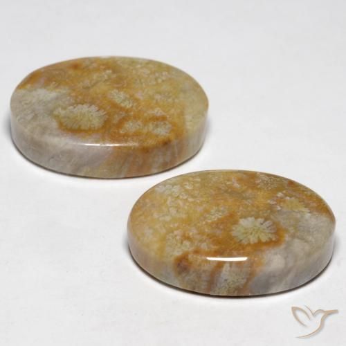 23.76 ct natürliche Mehrfarbig Korallen-Fossil-Edelsteine, Oval, Lichtundurchlässig