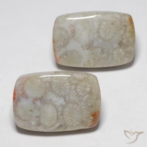 23.76 ct natürliche Mehrfarbig Korallen-Fossil-Edelsteine, Kissen, Lichtundurchlässig