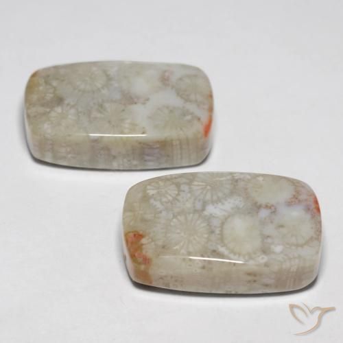 23.76 ct natürliche Mehrfarbig Korallen-Fossil-Edelsteine, Kissen, Lichtundurchlässig