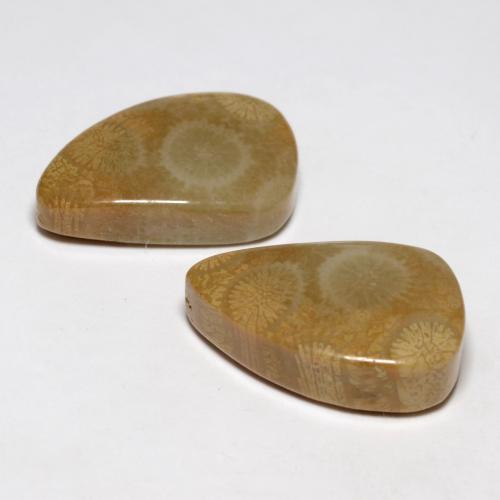 21.03 ct natürliche Mehrfarbig Korallen-Fossil-Edelsteine, Ausgefallene Form, Lichtundurchlässig