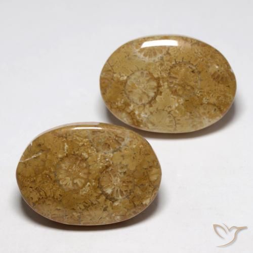26.93 ct natürliche Mehrfarbig Korallen-Fossil-Edelsteine, Oval, Lichtundurchlässig