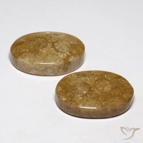26.93 ct natürliche Mehrfarbig Korallen-Fossil-Edelsteine, Oval, Lichtundurchlässig