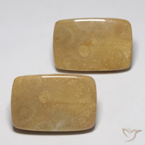 35.13 ct natürliche Mehrfarbig Korallen-Fossil-Edelsteine, Kissen, Lichtundurchlässig