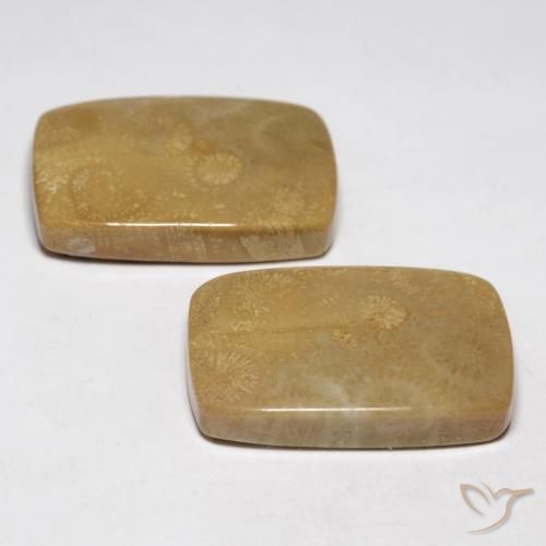 35.13 ct natürliche Mehrfarbig Korallen-Fossil-Edelsteine, Kissen, Lichtundurchlässig