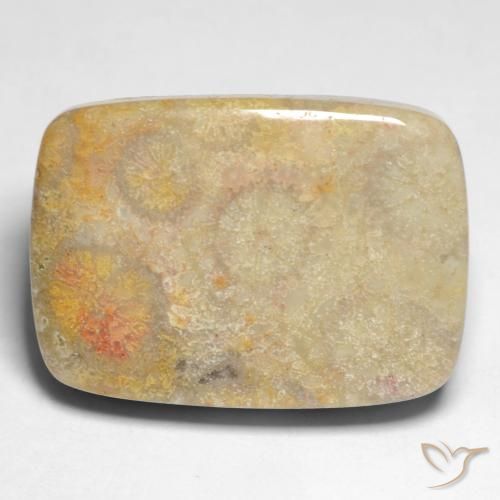17.45ct Natürlicher Mehrfarbig Korallen-Fossil, Kissen, Lichtundurchlässig