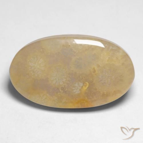 10.66ct Natürlicher Mehrfarbig Korallen-Fossil, Oval, Lichtundurchlässig