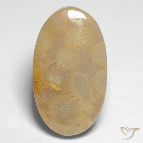 9,17 ctw natürlicher Mehrfarbig Korallen-Fossil, Oval, Lichtundurchlässig