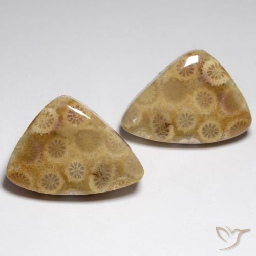 34.79ctw Natürlicher Mehrfarbig Korallen-Fossil, Fantasie, Lichtundurchlässig
