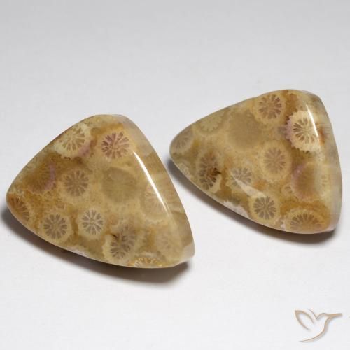 34.79 ct natürliche Mehrfarbig Korallen-Fossil-Edelsteine, Fantasie, Lichtundurchlässig