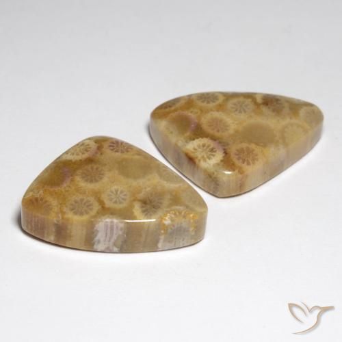 34.79 ct natürliche Mehrfarbig Korallen-Fossil-Edelsteine, Fantasie, Lichtundurchlässig
