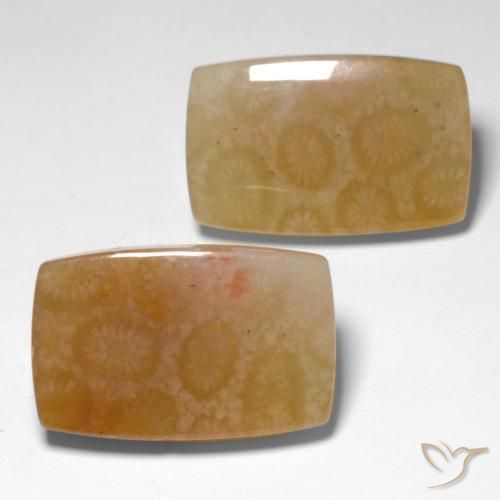 31.00 ct natürliche Mehrfarbig Korallen-Fossil-Edelsteine, Kissen, Lichtdurchlässig