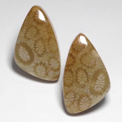 24.76 ct natürliche Mehrfarbig Korallen-Fossil-Edelsteine, Ausgefallene Form, Lichtundurchlässig