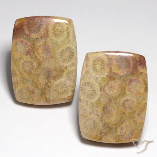 36,05 ct natürliche Mehrfarbig Fossile Koralle-Edelsteine, Kissenschliff, Lichtundurchlässig