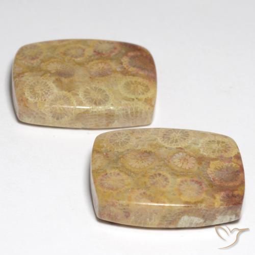 36,05 ct natürliche Mehrfarbig Fossile Koralle-Edelsteine, Kissenschliff, Lichtundurchlässig