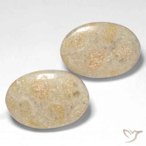 22.68 ct natürliche Mehrfarbig Korallen-Fossil-Edelsteine, Oval, Lichtundurchlässig