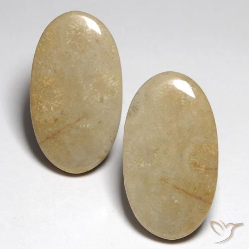 27.57ctw Natürlicher Mehrfarbig Korallen-Fossil, Oval, Lichtundurchlässig