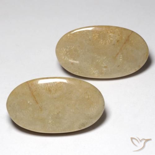 27.57 ct natürliche Mehrfarbig Korallen-Fossil-Edelsteine, Oval, Lichtundurchlässig