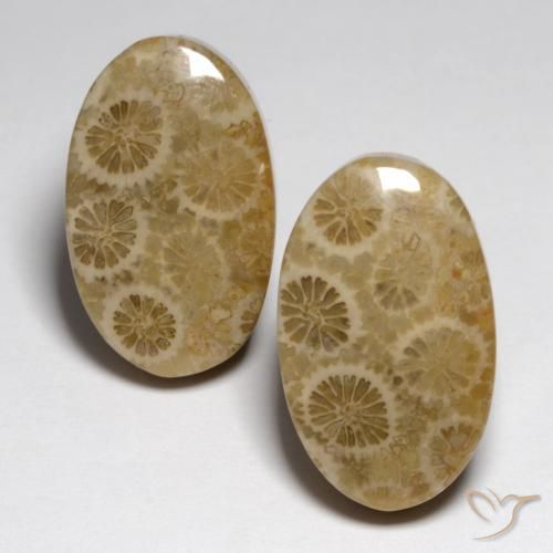 23.24ctw Natürlicher Mehrfarbig Korallen-Fossil, Oval, Lichtundurchlässig