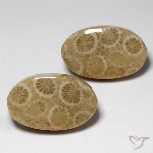 23.24 ct natürliche Mehrfarbig Korallen-Fossil-Edelsteine, Oval, Lichtundurchlässig
