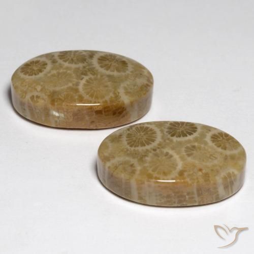 23.24 ct natürliche Mehrfarbig Korallen-Fossil-Edelsteine, Oval, Lichtundurchlässig