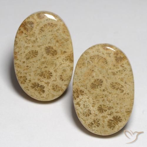 23.80ctw Natürlicher Mehrfarbig Korallen-Fossil, Oval, Lichtundurchlässig