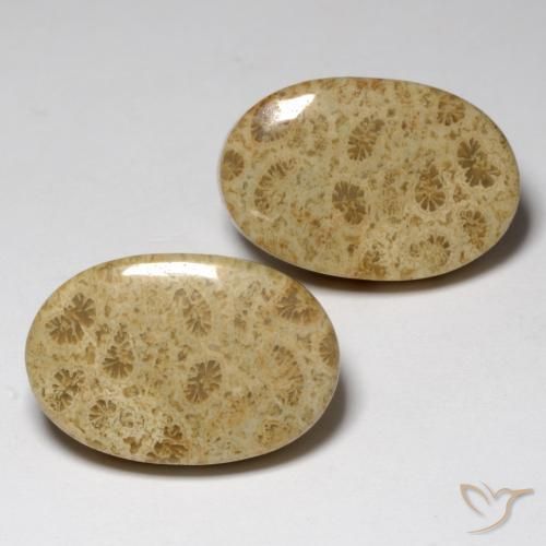 23.80 ct natürliche Mehrfarbig Korallen-Fossil-Edelsteine, Oval, Lichtundurchlässig