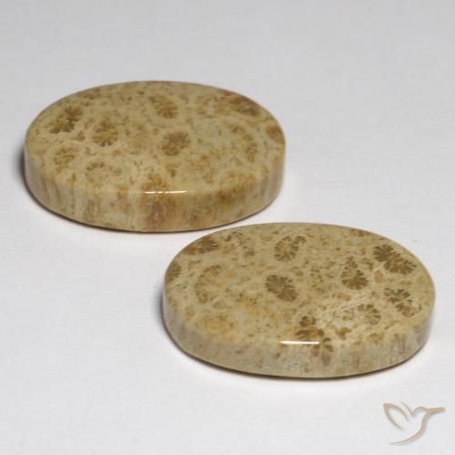 23.80 ct natürliche Mehrfarbig Korallen-Fossil-Edelsteine, Oval, Lichtundurchlässig