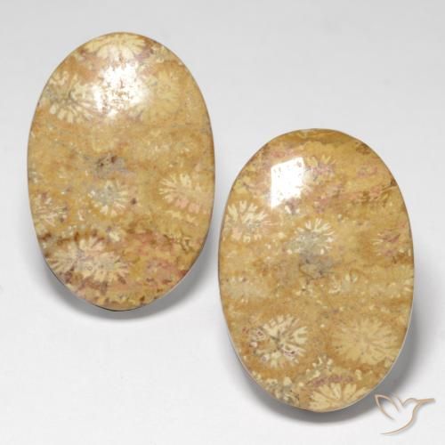 25.82ctw Natürlicher Mehrfarbig Korallen-Fossil, Oval, Lichtundurchlässig