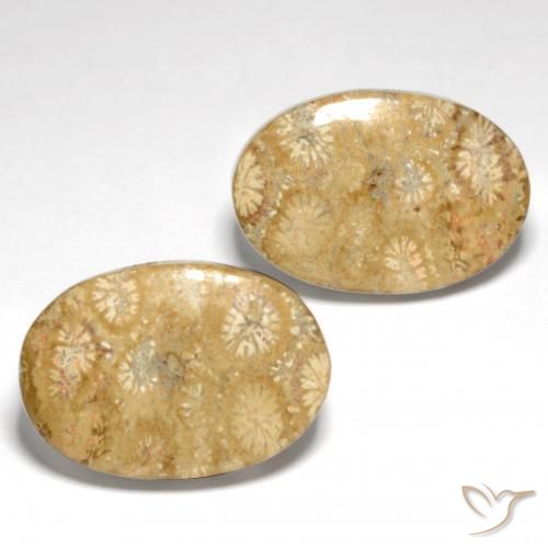 25.82 ct natürliche Mehrfarbig Korallen-Fossil-Edelsteine, Oval, Lichtundurchlässig