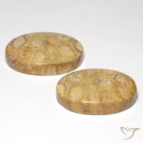 25.82 ct natürliche Mehrfarbig Korallen-Fossil-Edelsteine, Oval, Lichtundurchlässig