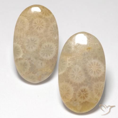 21.21ctw Natürlicher Mehrfarbig Korallen-Fossil, Oval, Lichtdurchlässig
