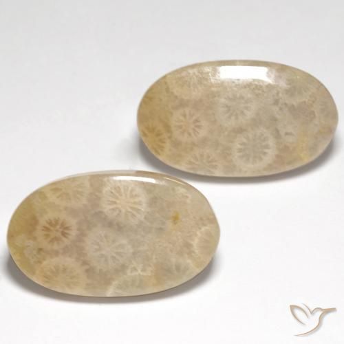 21.21 ct natürliche Mehrfarbig Korallen-Fossil-Edelsteine, Oval, Lichtdurchlässig