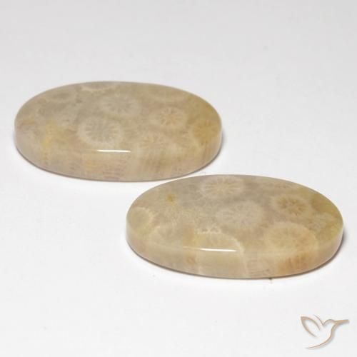 21.21 ct natürliche Mehrfarbig Korallen-Fossil-Edelsteine, Oval, Lichtdurchlässig