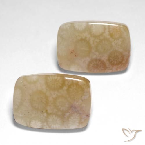 26.04 ct natürliche Mehrfarbig Korallen-Fossil-Edelsteine, Kissen, Lichtdurchlässig