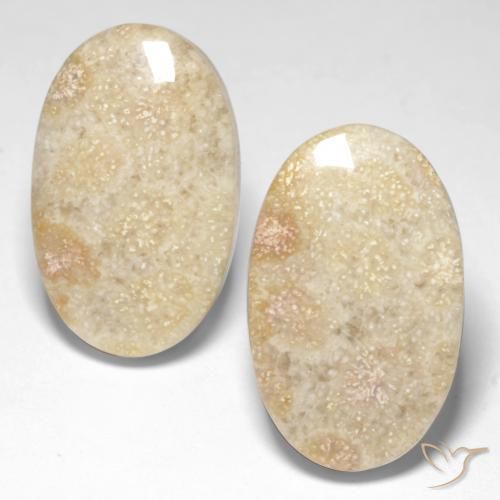 29.31ctw Natürlicher Mehrfarbig Korallen-Fossil, Oval, Lichtundurchlässig