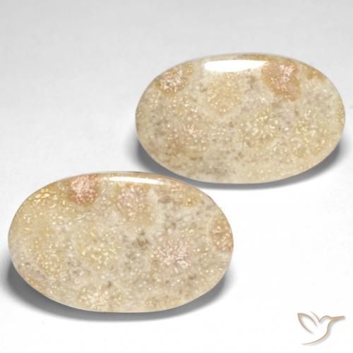 29.31 ct natürliche Mehrfarbig Korallen-Fossil-Edelsteine, Oval, Lichtundurchlässig