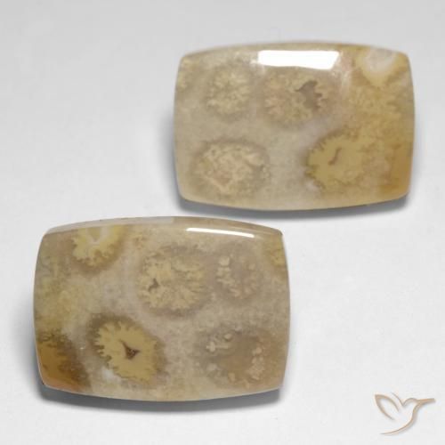 23.83 ct natürliche Mehrfarbig Korallen-Fossil-Edelsteine, Kissen, Lichtundurchlässig